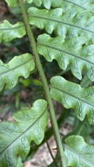 Woodwardia japonica