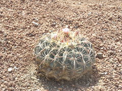 Ferocactus macrodiscus
