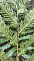 Woodwardia japonica