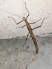 Calvisia conicipennis