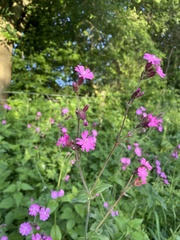 Silene dioica