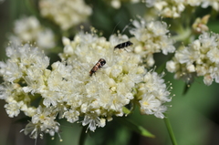 Adela septentrionella