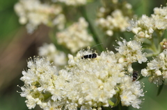 Adela septentrionella