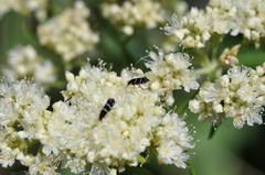 Adela septentrionella