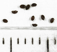 Orthoperus atomarius