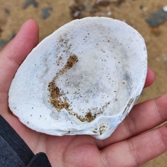 Spisula sachalinensis