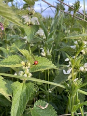 Coccinella septempunctata