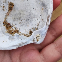 Spisula sachalinensis