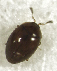 Orthoperus atomarius