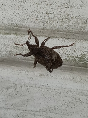 Conotrachelus seniculus