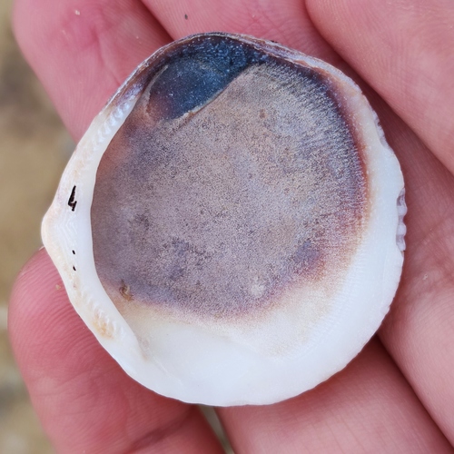 Hokkaido Bittersweet Clam