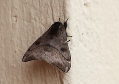 Hylesia obtusa