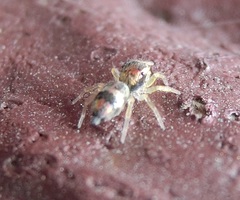 Phintella vittata