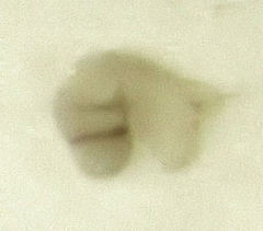 Orthoperus atomarius