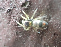 Phintella vittata