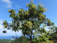 Pterophylla samoensis