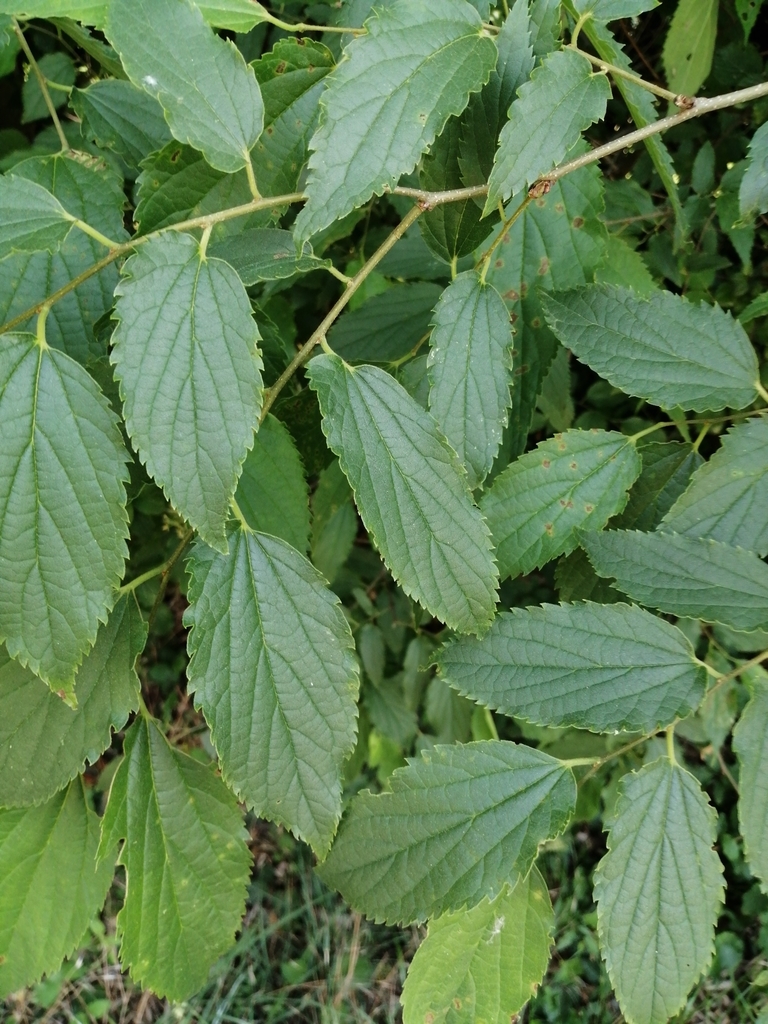 Netilda Tree Nettle tree from 23862 Civate LC, Italia on May 20, 2022 at 11:41 AM by ...