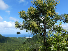 Pterophylla samoensis