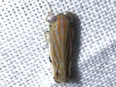 Deltanus texanus
