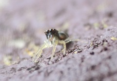 Phintella vittata