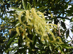 Pterophylla samoensis