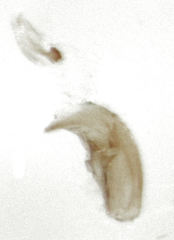 Orthoperus atomarius