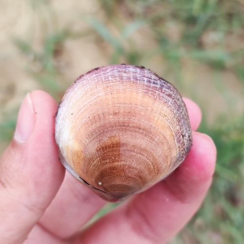 Hokkaido Bittersweet Clam