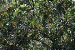 Pterophylla samoensis