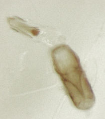 Orthoperus atomarius