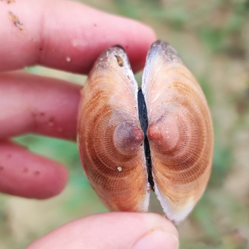 Hokkaido Bittersweet Clam