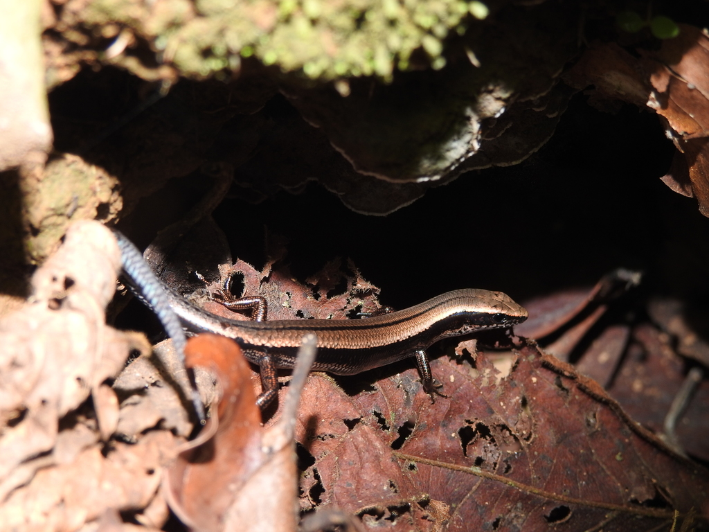 Beddome's Ground Skink