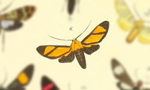 Ormetica chrysomelas