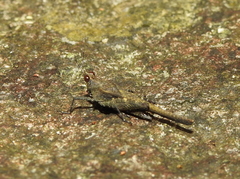 Eucriotettix flavopictus