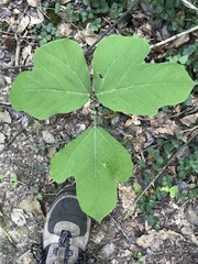 Pueraria montana lobata