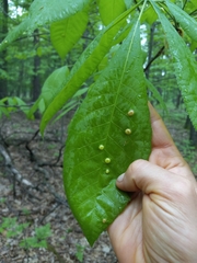Phylloxera caryaeglobuli