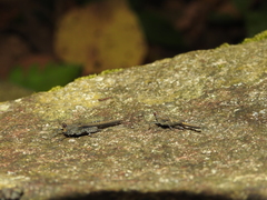 Eucriotettix flavopictus
