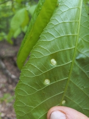 Phylloxera caryaeglobuli