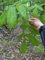 Phylloxera caryaeglobuli