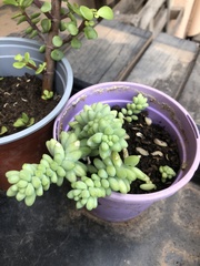 Sedum burrito