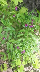 Lathyrus vernus