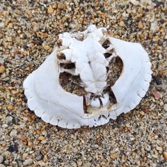 Glebocarcinus amphioetus