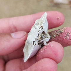 Glebocarcinus amphioetus