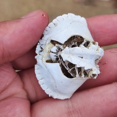 Glebocarcinus amphioetus