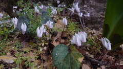 Cyclamen creticum