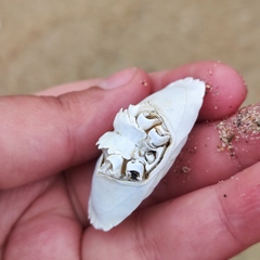 Glebocarcinus amphioetus