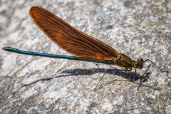 Calopteryx cornelia