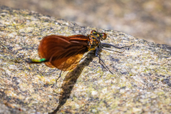 Calopteryx cornelia