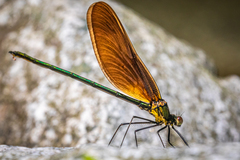 Calopteryx cornelia