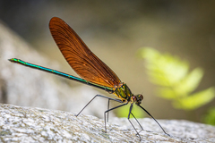 Calopteryx cornelia