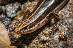 Plestiodon japonicus